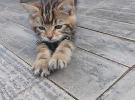 1 LEFT STUNNING MAINCOON BENGAL.