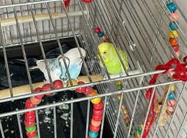 Two Budgies (Male+Female) +Cage+Brid Toys+Nest