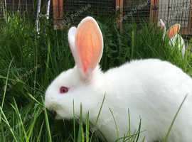 New Zealand bunny-buns