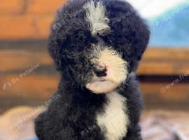 Last female pup