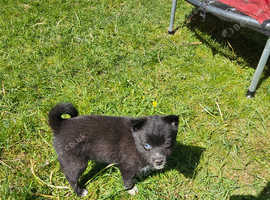 Pomskie puppy's