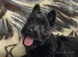 Traditional Scottish Terrier male Puppy