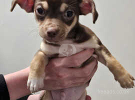 Pedigree KC Registered Long Coat Chihuahua Puppies in Grimsby, Lincolnshire  born 27/02/22