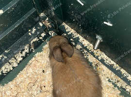 Beautiful rabbits for sale