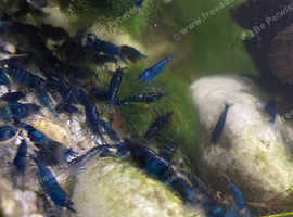 Blue shrimp