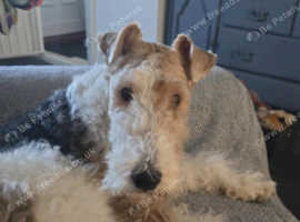 Male fox terrier