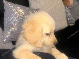 Golden Retrievers