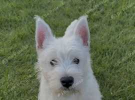 West Highland Terrier last Puppy boy