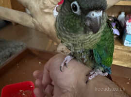 Baby Green Cheeked Conure £200