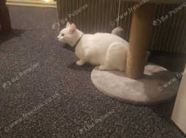 Cat needing good home