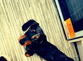 Miniature dapple dachshund