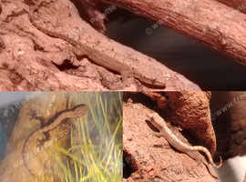 Cb25 mourning geckos