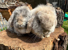 2 Beautiful female adult mini lop rabbits.