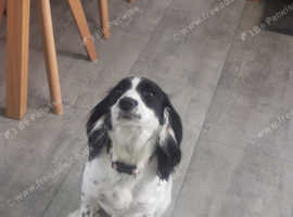 Springer spaniels store for sale yorkshire