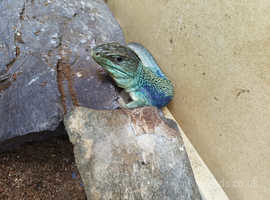 Blue jeweled lizard