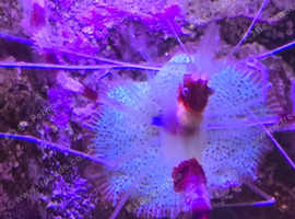 Boxer shrimp