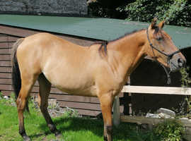 Quarter Horse
