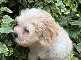 Beautiful puppy