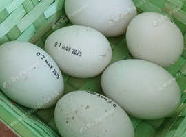 Eating duck egg