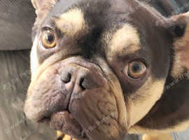 Frenchie