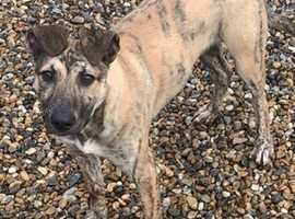 Lurcher Dogs And Puppies For Sale And Rehome In Horsham Find