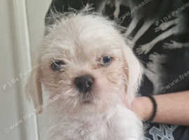 Shih tzu x pug 2 boys looking for their forever homes ready to go now