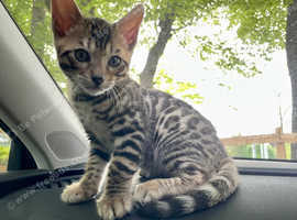 **Tica Luxury Pure Bengal Pedigree Cubs Ready ***