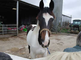 Outstanding 12months coloured Sports Horse filly.