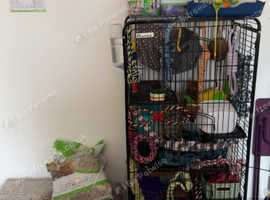 2 lovely male rats with full set up