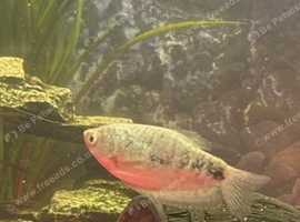 Three spot gourami