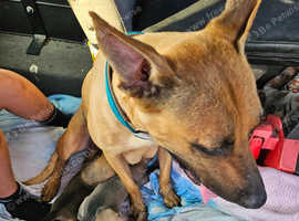 Beautiful Belgian malinois cross border collie puppies