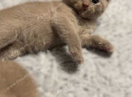 British shorthair