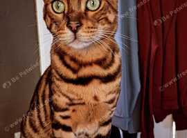 2 year old Bengal male
