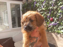 Beautiful Cockapoo Cross Boy. READY NOW!!!
