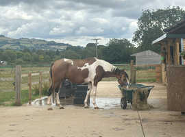 Companion Horse