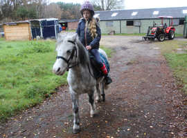 Stunning first ridden pony 11.2 welsh A ex riding school pony