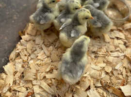 Pekin chicks