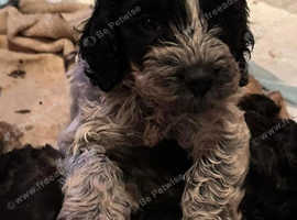 Cockapoo Reduced 2 Adorable boys left.