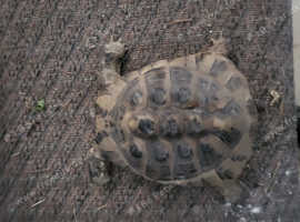 3 x Herman's tortoise