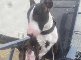 Mr Enzo needs a home who has the time for him.