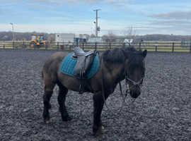 New Forest 13.2 Gelding