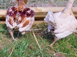 Trio's Old English Game Bantam Carlisle