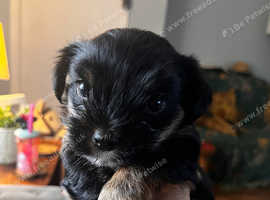 2 miniature Yorkies