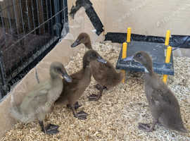 Indian runner x khaki Campbell ducklings