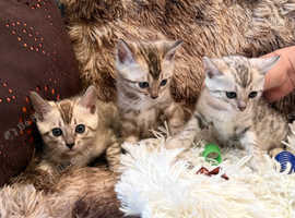 Bengal kittens for sale just 3 female left . Rare pure