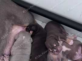 Stunning English Bulldog Puppies