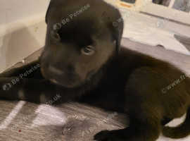 1 labrakita cross rottweiler pup