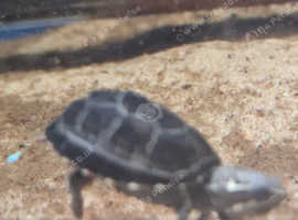 Baby Musk Turtles Available