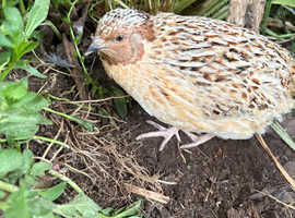 Italian male Coturnix quail (NEED GONE)