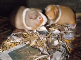 Two adult female a year old tri colour slate